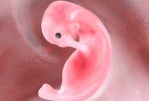 эмбрион формирование человека