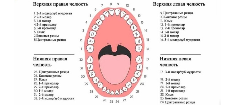 строение челюстей с зубами