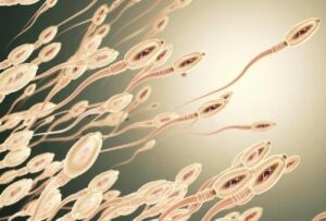 сперма сперматозоиды